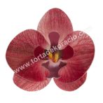 Ostyavirág - orchidea, burgundi Ostyavirág - orchidea, burgundi