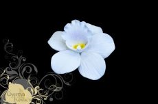 Orchidea cukorvirág -fehér