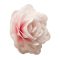 Ostyavirág - Rózsa, rózsaszín