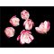 Ostyavirág - Magnólia, rózsaszín